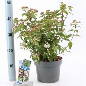 Viburnum tin. 'Eve Price' 30-40 cm cont. 3,0L - afbeelding 3