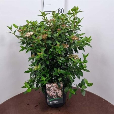 Viburnum tin. 'Eve Price' 50-60 cm cont. 10L - afbeelding 1