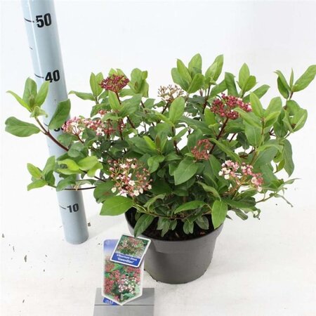 Viburnum tin. 'Gwenllian' 30-40 cm cont. 3,0L - afbeelding 1