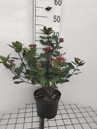 Viburnum tin. 'Gwenllian' 30-40 cm cont. 3,0L - afbeelding 4