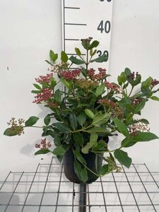 Viburnum tin. 'Gwenllian' 30-40 cm cont. 3,0L - afbeelding 3