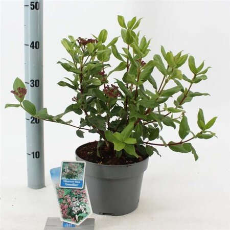 Viburnum tin. 'Gwenllian' 30-40 cm cont. 3,0L - afbeelding 2