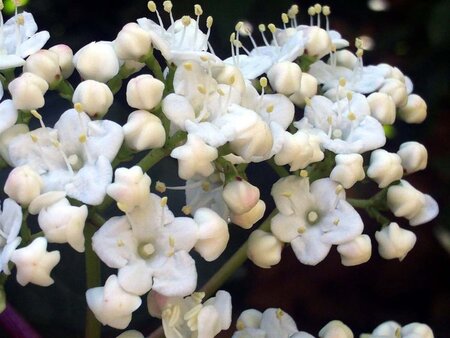 Viburnum tinus 125-150 cm RB - image 1