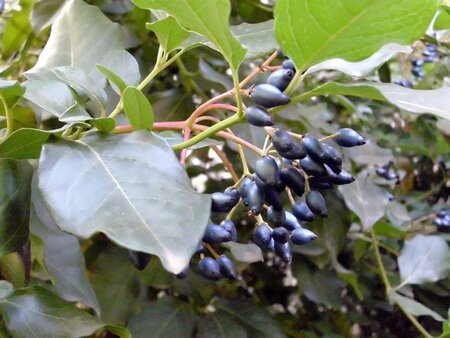 Viburnum tinus 125-150 cm RB - image 3