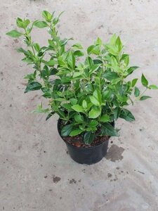 Viburnum tinus 30-40 cm cont. 3,0L - afbeelding 3