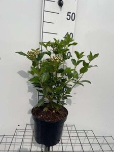 Viburnum tinus 30-40 cm cont. 3,0L - afbeelding 8