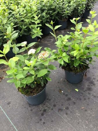 Viburnum tinus 30-40 cm cont. 3,0L - afbeelding 9