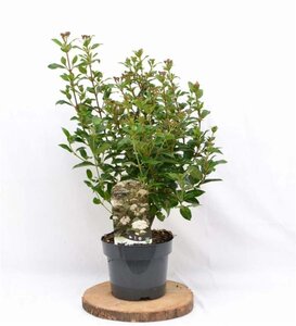 Viburnum tinus 30-40 cm cont. 3,0L - afbeelding 6