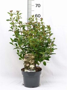 Viburnum tinus 30-40 cm cont. 3,0L - afbeelding 5