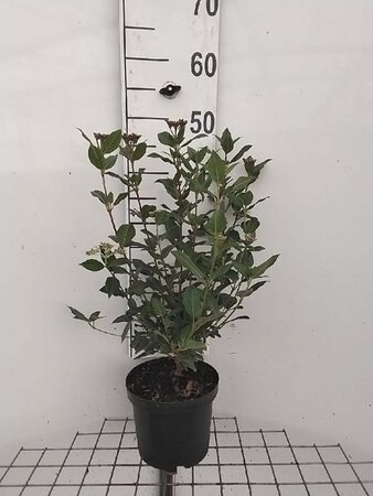 Viburnum tinus 30-40 cm cont. 3,0L - afbeelding 13