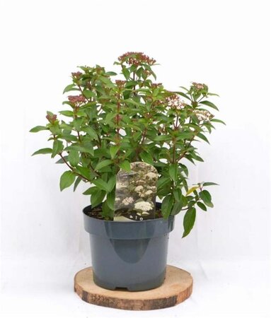 Viburnum tinus 40-50 cm cont. 5,0L - afbeelding 1