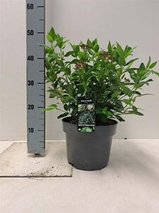 Viburnum tinus 40-50 cm cont. 5,0L - afbeelding 7