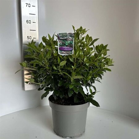 Viburnum tinus 40-50 cm cont. 5,0L - afbeelding 6