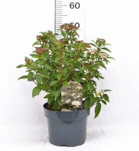 Viburnum tinus 40-50 cm cont. 5,0L - afbeelding 2