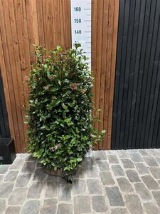 Viburnum tinus 60-80 cm met kluit - afbeelding 7