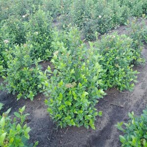 Viburnum tinus 60-80 cm met kluit - afbeelding 8