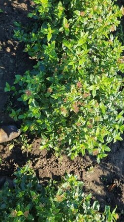 Viburnum tinus 60-80 cm met kluit - afbeelding 6