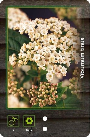 Viburnum tinus 80-100 cm met kluit - afbeelding 5