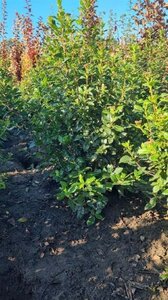 Viburnum tinus 80-100 cm met kluit - afbeelding 7