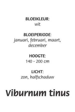 Viburnum tinus geen maat specificatie cont. 3,0L - afbeelding 1