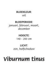 Viburnum tinus geen maat specificatie cont. 3,0L - afbeelding 1