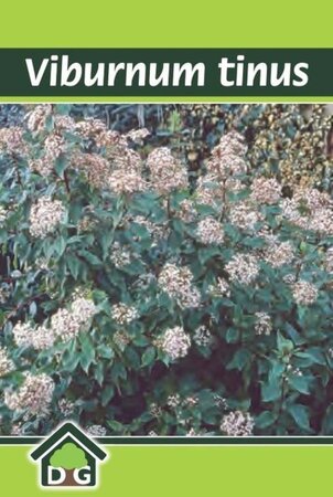 Viburnum tinus geen maat specificatie cont. 3,0L - afbeelding 2