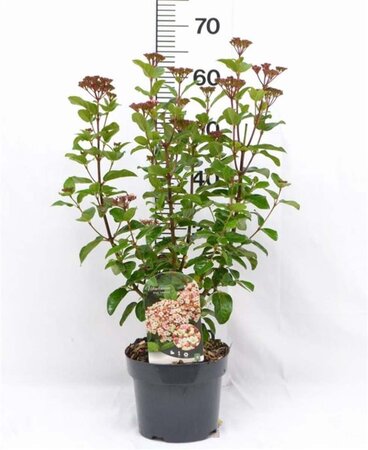 Viburnum tin. Lisarose 30-40 cm cont. 3,0L - afbeelding 6