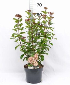 Viburnum tin. Lisarose 30-40 cm cont. 3,0L - afbeelding 6