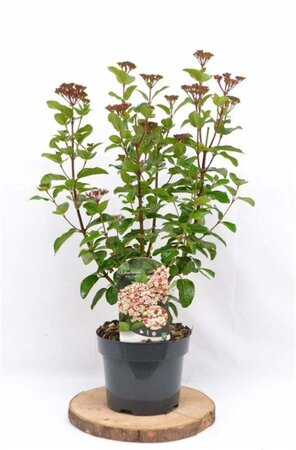 Viburnum tin. Lisarose 30-40 cm cont. 3,0L - afbeelding 7