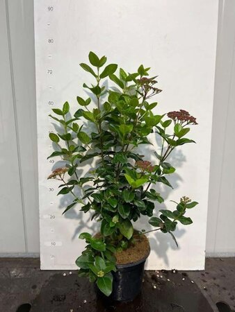 Viburnum tin. Lisarose 30-40 cm cont. 3,0L - afbeelding 5