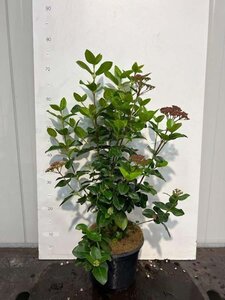 Viburnum tin. Lisarose 30-40 cm cont. 3,0L - afbeelding 5