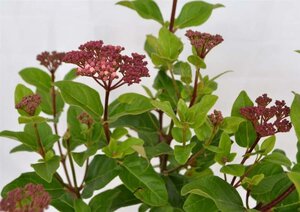 Viburnum tin. Lisarose 30-40 cm cont. 3,0L - afbeelding 8