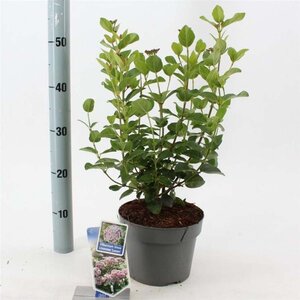 Viburnum tin. Lisarose 30-40 cm cont. 3,0L - afbeelding 1