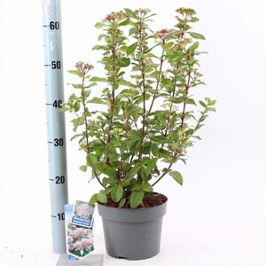 Viburnum tin. Lisarose 30-40 cm cont. 3,0L - afbeelding 2