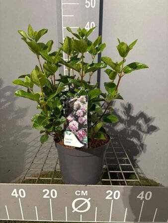 Viburnum tin. Lisarose 30-40 cm cont. 3,0L - afbeelding 4