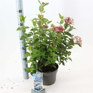 Viburnum tin. Lisarose 30-40 cm cont. 3,0L - afbeelding 3