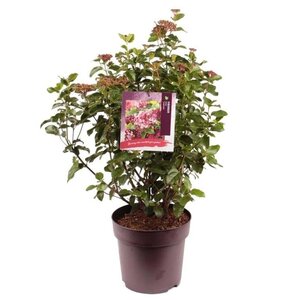 Viburnum tin. Lisarose 50-60 cm cont. 10L