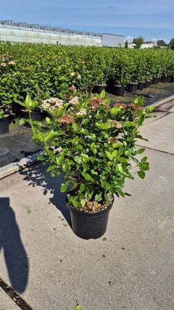 Viburnum tin. Lisarose 60-80 cm cont. 10L