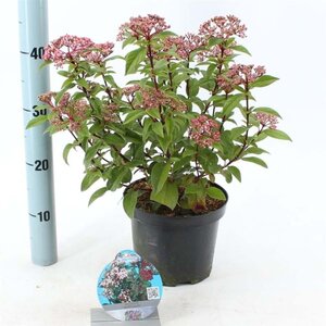 Viburnum tin. Spirit 30-35 cm cont. 3,0L - afbeelding 2