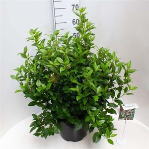 Viburnum tin. Spirit 40-50 cm cont. 10L