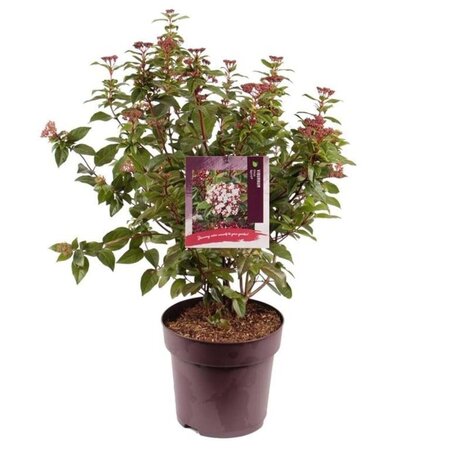 Viburnum tin. Spirit 50-60 cm cont. 10L