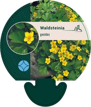 Waldsteinia geoides geen maat specificatie 0,55L/P9cm - afbeelding 6