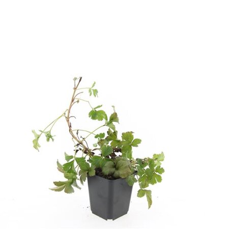 Waldsteinia ternata geen maat specificatie 0,55L/P9cm - afbeelding 2