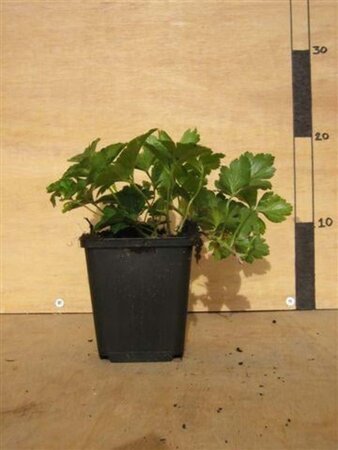 Waldsteinia ternata geen maat specificatie 0,55L/P9cm - afbeelding 10