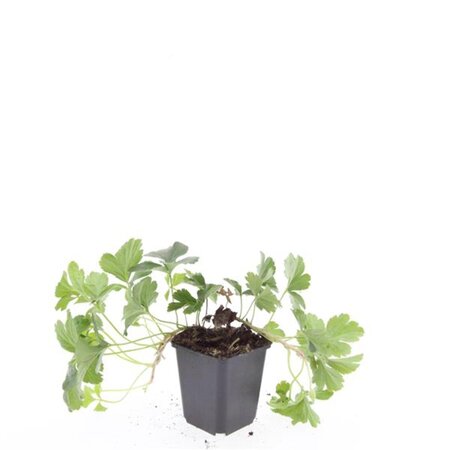 Waldsteinia ternata geen maat specificatie 0,55L/P9cm - afbeelding 17