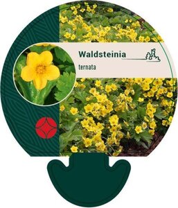 Waldsteinia ternata geen maat specificatie 0,55L/P9cm - afbeelding 11