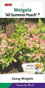 Weigela All Summer Peach 25-30 cm cont. 3,0L