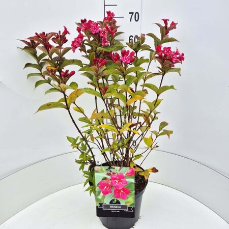 Weigela 'Bristol Ruby' 50-60 cm cont. 10L - image 1