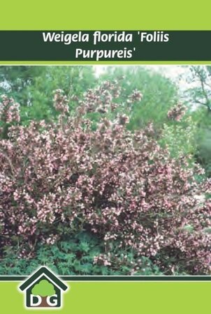 Weigela florida 'Foliis Purpureis' geen maat specificatie cont. 3,0L - afbeelding 1