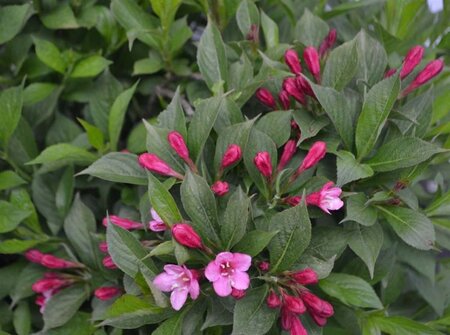 Weigela Picobella Rosa 25-30 cm cont. 3,0L - afbeelding 1